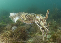 Cuttlefish. Babbacombe. Devon. D200, 16mm. by Derek Haslam 